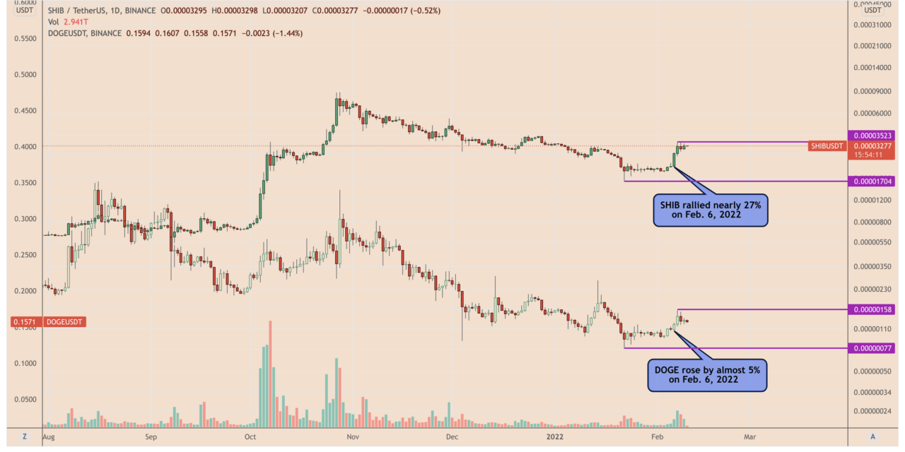 Top dogs: Newbie Shiba Inu bites back, gains 25% vs. Dogecoin in February