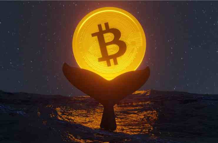 Veľryby skupujú Bitcoin počas posledného minima v korekcii