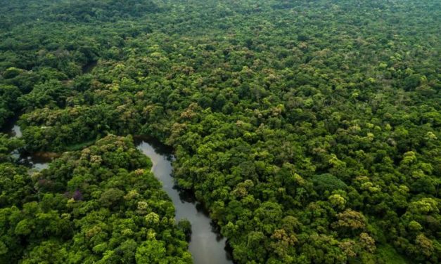 NFT pre záchranu Amazonského pralesa boli vypredané do jednej hodiny – o čo ide?