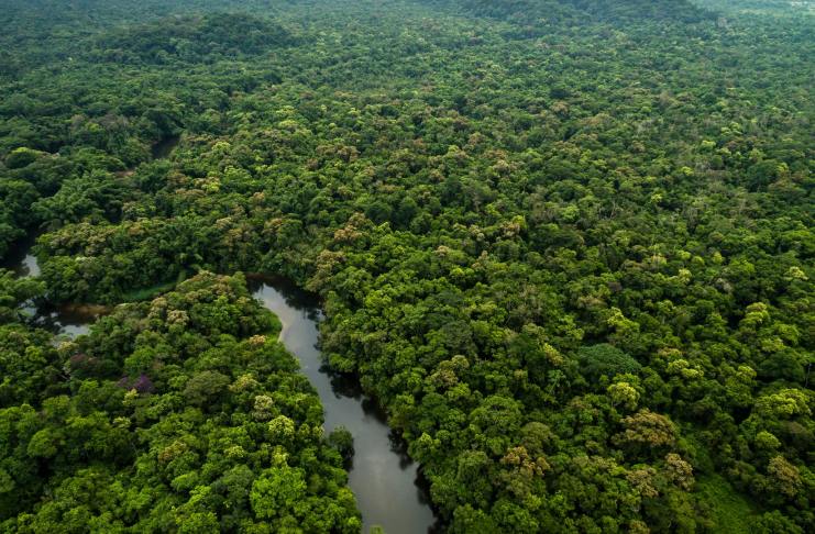 NFT pre záchranu Amazonského pralesa boli vypredané do jednej hodiny – o čo ide?