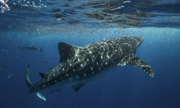 Non-crypto natives launch social tokens to engage with community and fans