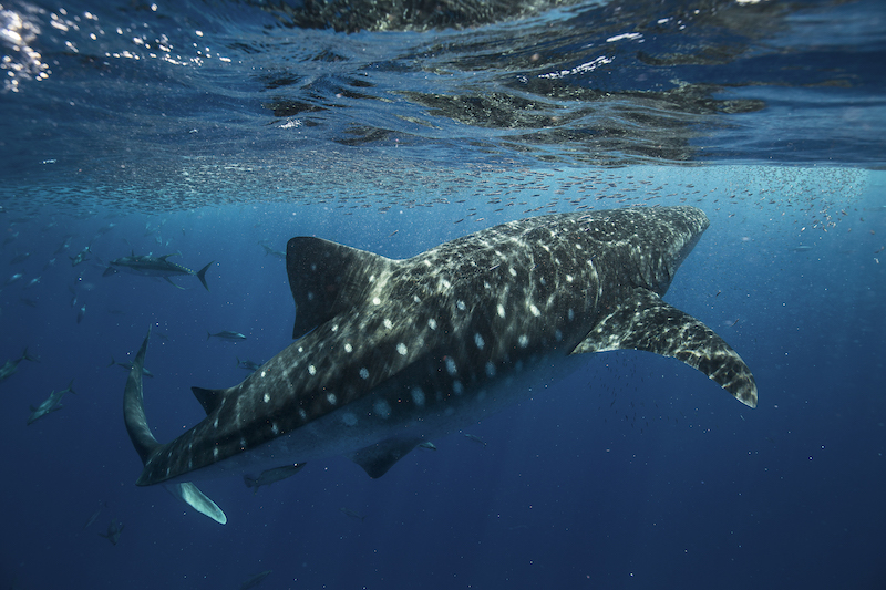 Non-crypto natives launch social tokens to engage with community and fans