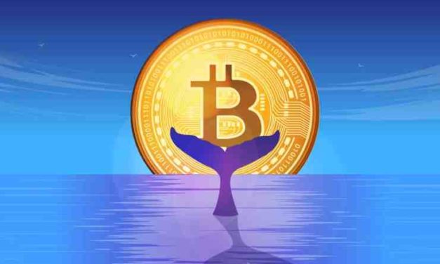 Bitcoin je opäť na vzostupe: Veľryby presúvajú BTC v hodnote 44 miliónov $