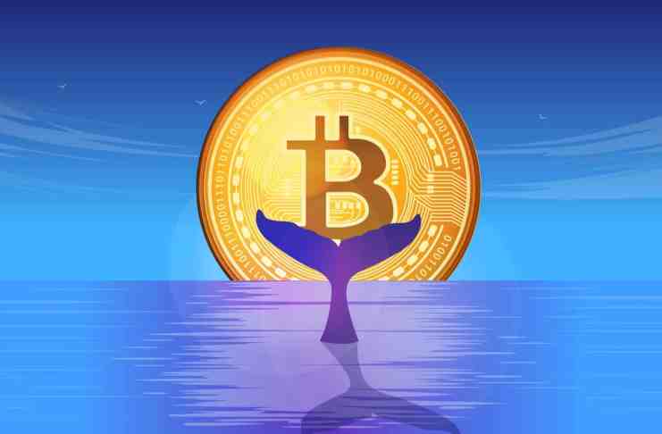 Bitcoin je opäť na vzostupe: Veľryby presúvajú BTC v hodnote 44 miliónov $