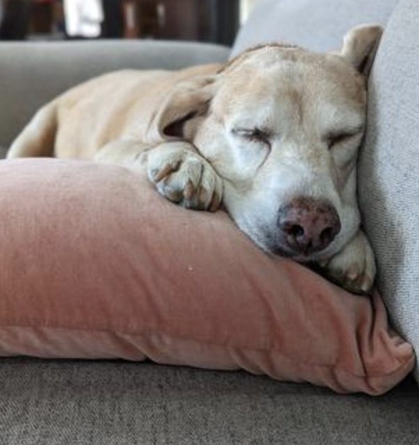 Cashing out Bitcoin to save a dog’s life from cancer is 'the moon for us'