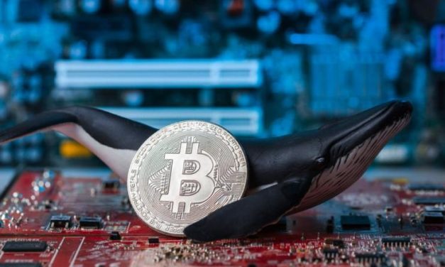 Počet bitcoinových veľrýb klesol o 5 % za 4 dni. Čo sa deje?