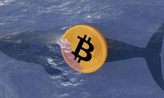 Najväčšie bitcoinové veľryby nakupovali dip – za 24 hodín získali viac ako 6 000 BTC!