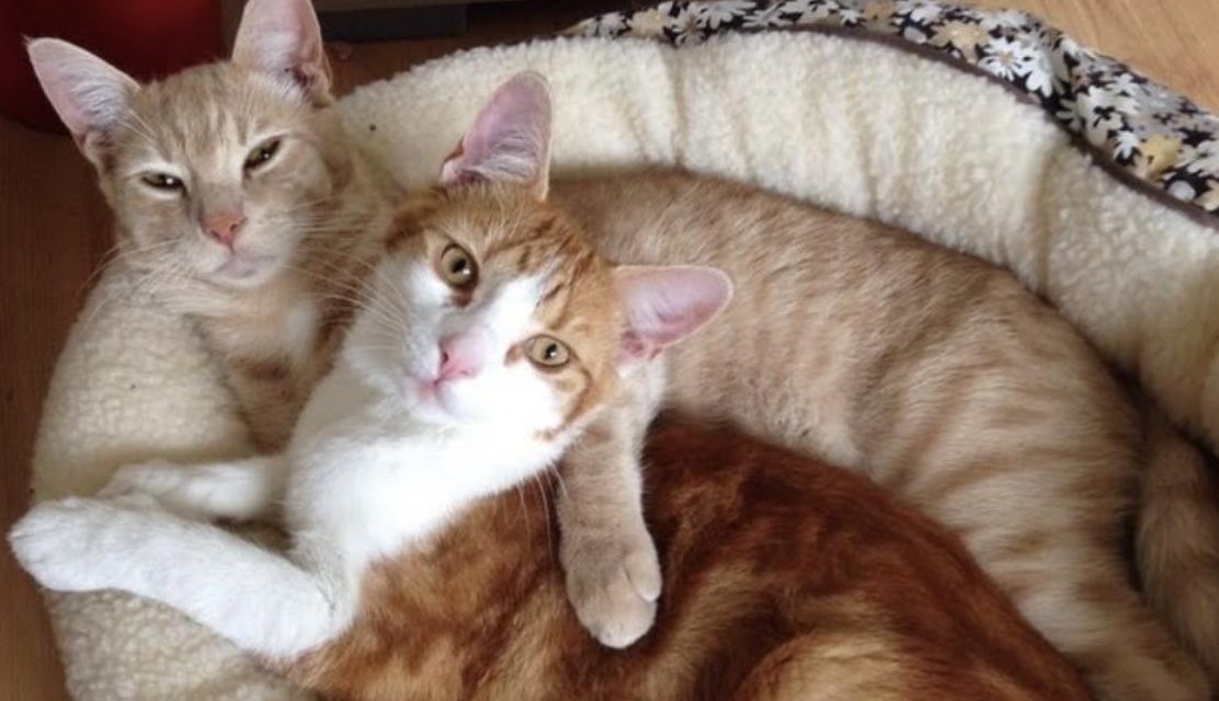 Bitcoin Pizza Day rewind: A homage to weird and wonderful BTC purchases