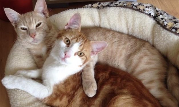 Bitcoin Pizza Day rewind: A homage to weird and wonderful BTC purchases