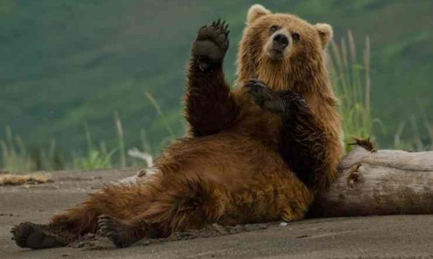 Dlhodobí držitelia Bitcoinu začínajú kapitulovať uprostred paniky