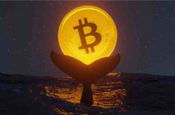 Megaveľryby ukazujú na toto dôležité znamenie! O čo ide?