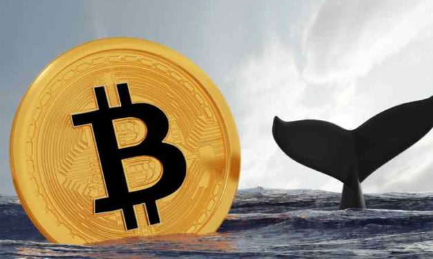 Veľryby držia rekordné množstvo bitcoinov. Čo to môže signalizovať?