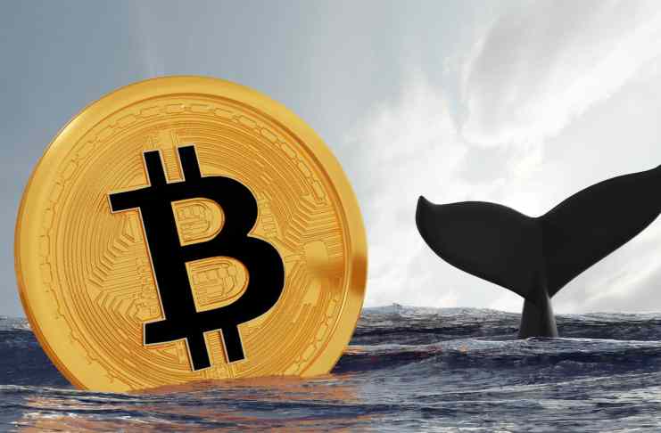 Veľryby držia rekordné množstvo bitcoinov. Čo to môže signalizovať?