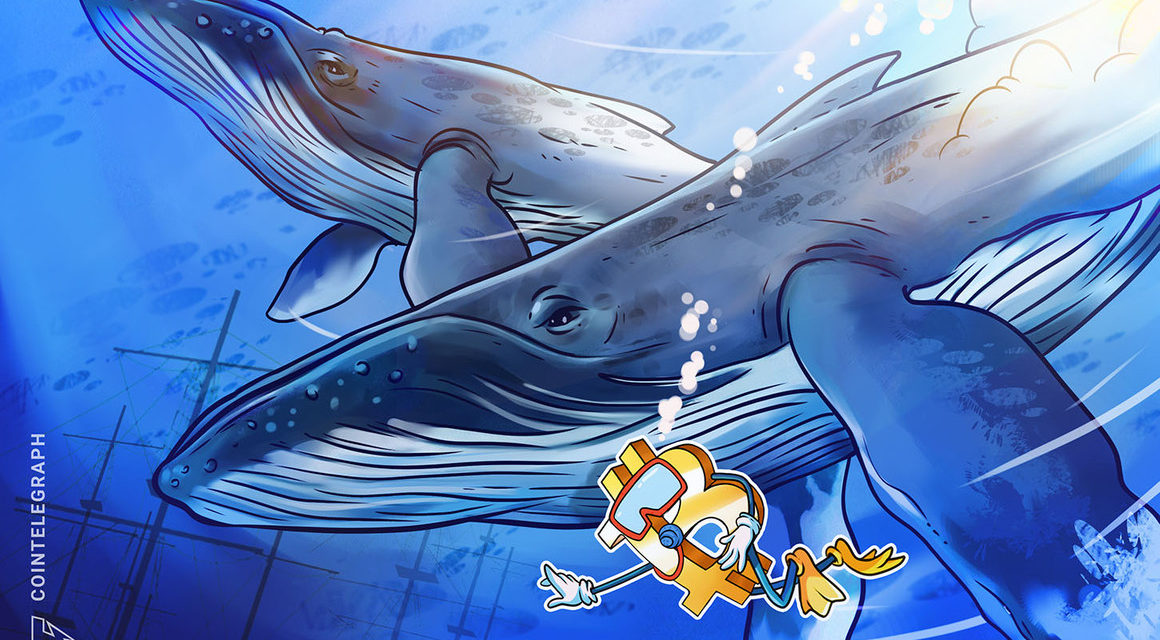 Why are Bitcoin whales accumulating BTC? Watch The Market Report