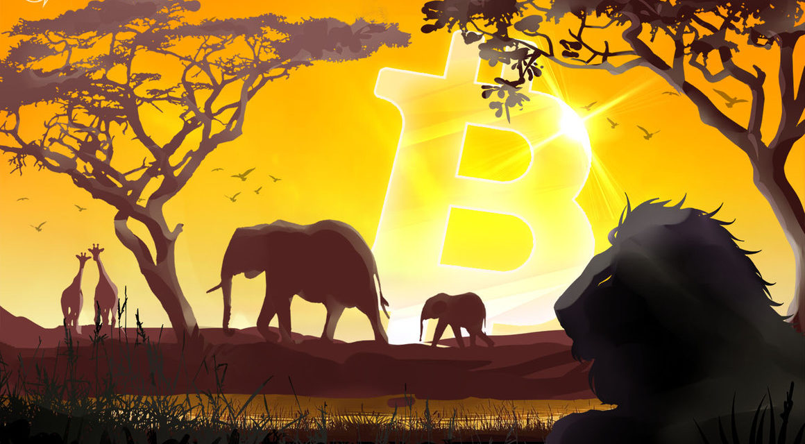 South African grocery giant ‘Pick n Pay’ intends to accept Bitcoin in all stores nationwide