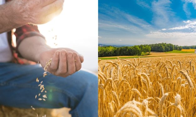 Slovensko predĺžilo zákaz dovozu pšenice