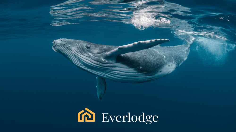 Cardano oznamuje nové partnerstvo, Everlodge a Solana pokračujú v raste