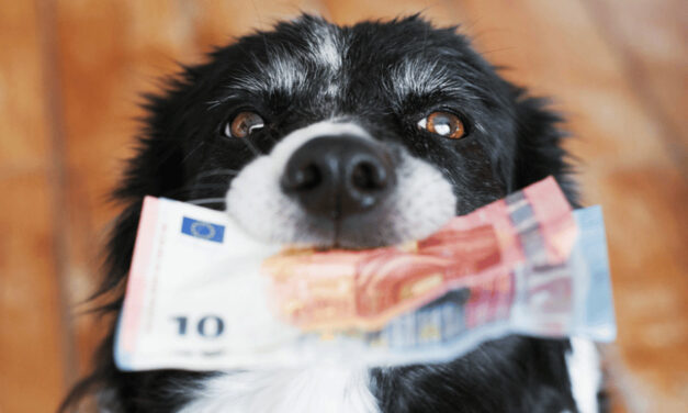 Majitelia psov často zabúdajú na tieto povinnosti. Hrozia im za to vysoké pokuty