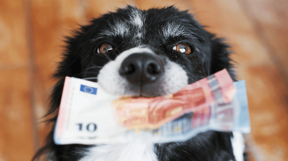 Majitelia psov často zabúdajú na tieto povinnosti. Hrozia im za to vysoké pokuty