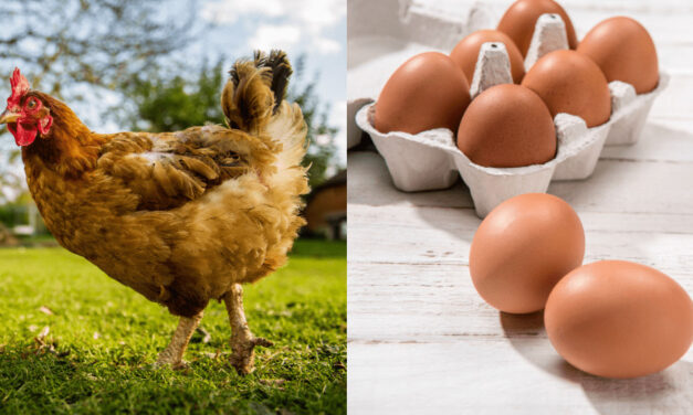 Príde v budúcom roku vajíčková kríza? Tie najlacnejšie sa prestanú predávať