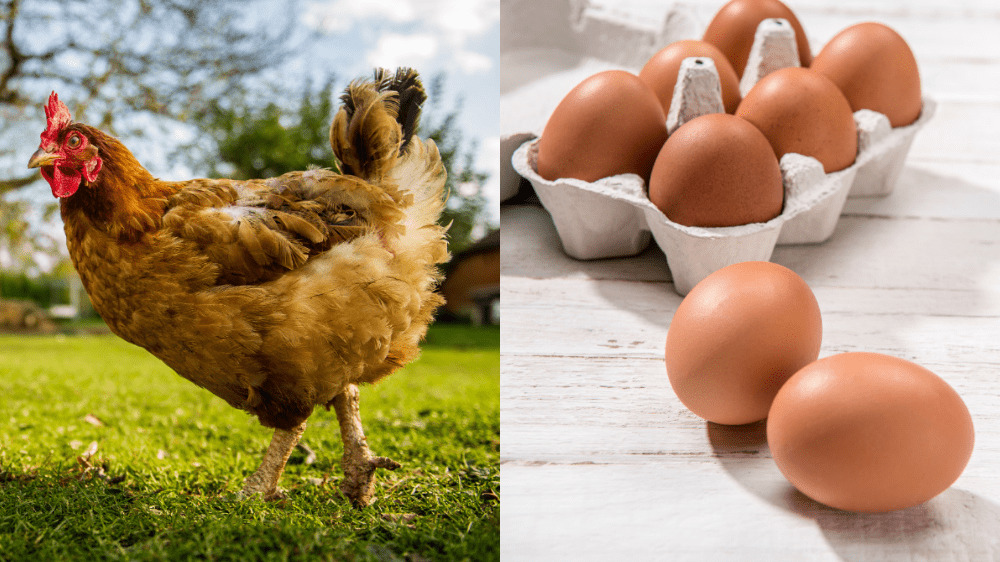 Príde v budúcom roku vajíčková kríza? Tie najlacnejšie sa prestanú predávať