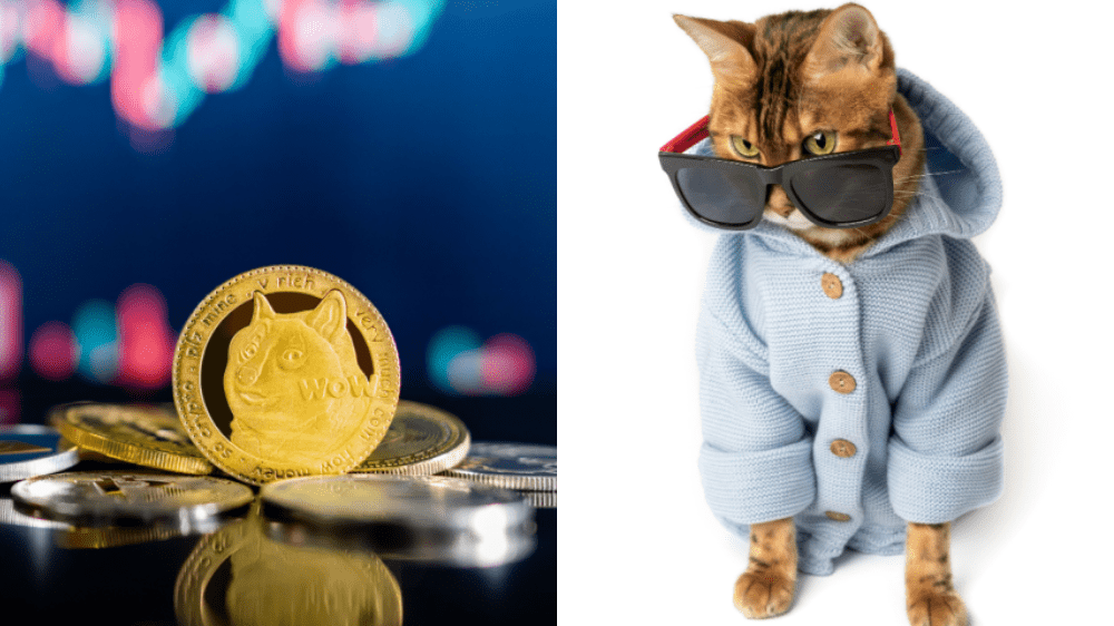 Novým hitom pre meme kryptomeny sú jednoznačne mačky