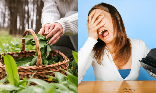 Za zber vitamínovej bomby hrozí Slovákom pokuta 3 300 eur. Na týchto miestach ju radšej netrhajte