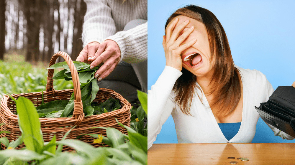 Za zber vitamínovej bomby hrozí Slovákom pokuta 3 300 eur. Na týchto miestach ju radšej netrhajte