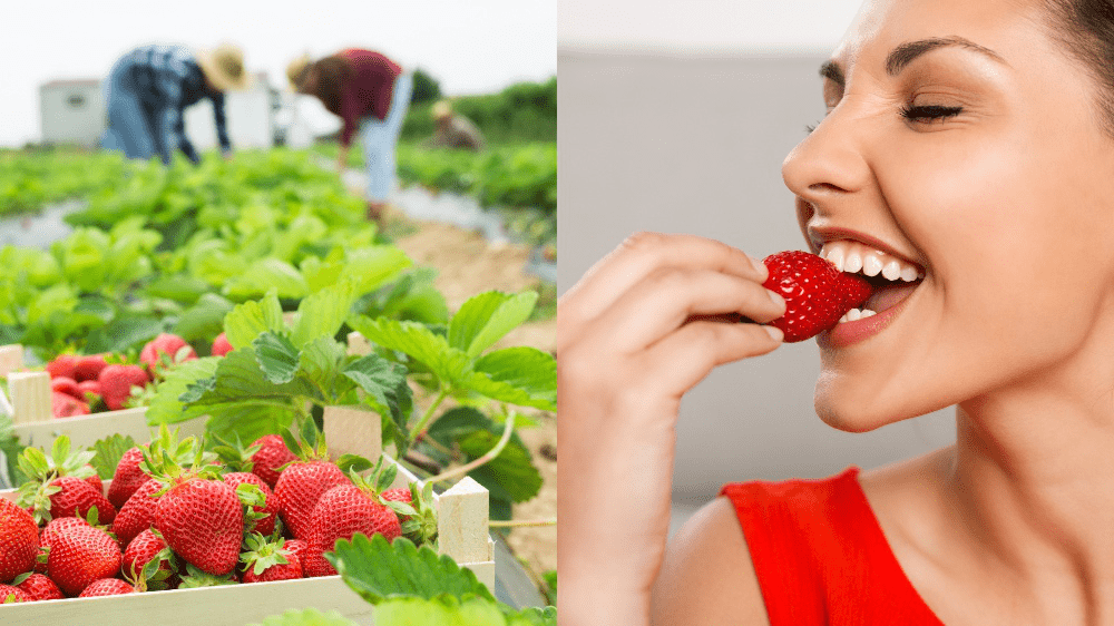 Aktuálne počasie praje aj úrode. V týchto lokalitách je samozber jahôd najvýhodnejší