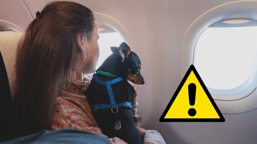 Cestujete s domácim miláčikom? Na toto nesmiete zabudnúť