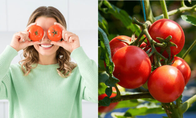 Samozber paradajok si užijete aj na Slovensku. Na týchto miestach sú najvýhodnejšie