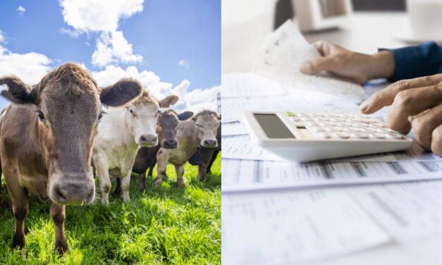 Prvá krajina zavádza uhlíkovú daň v poľnohospodárstve. Na koľko vyjde jedna krava?
