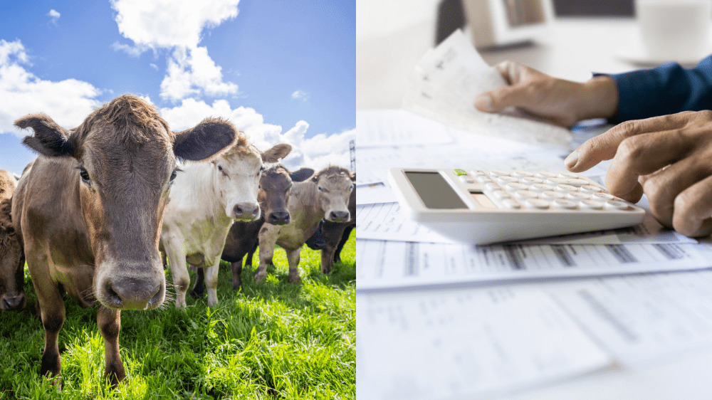 Prvá krajina zavádza uhlíkovú daň v poľnohospodárstve. Na koľko vyjde jedna krava?