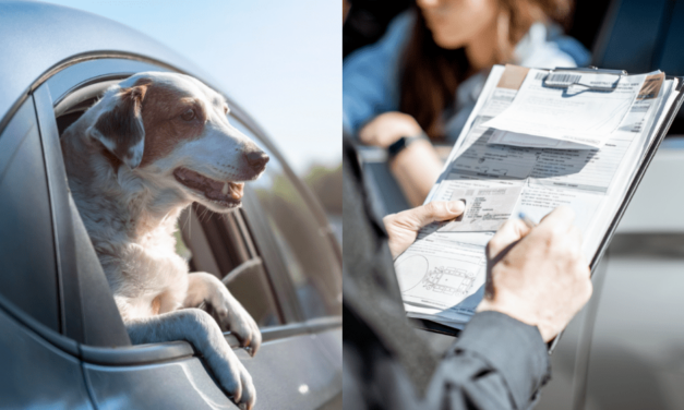 Prepravujete v aute psa alebo mačku? V konkrétnych prípadoch riskujete mastnú pokutu