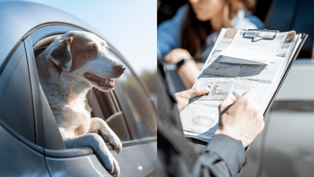 Prepravujete v aute psa alebo mačku? V konkrétnych prípadoch riskujete mastnú pokutu