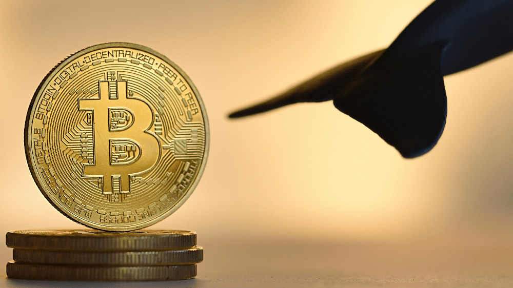 Veľryby akumulujú Bitcoin. Môže to byť náznak silného rastu