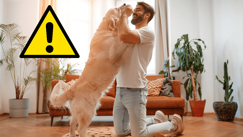 Tisícky Slovákov si myslia, že im na to neprídu. „Znižovanie“ dane za psa vás môže vyjsť draho