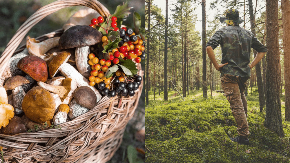 Prechádzka v lese za tisíce eur. Zberu týchto húb by ste sa mali vyhnúť