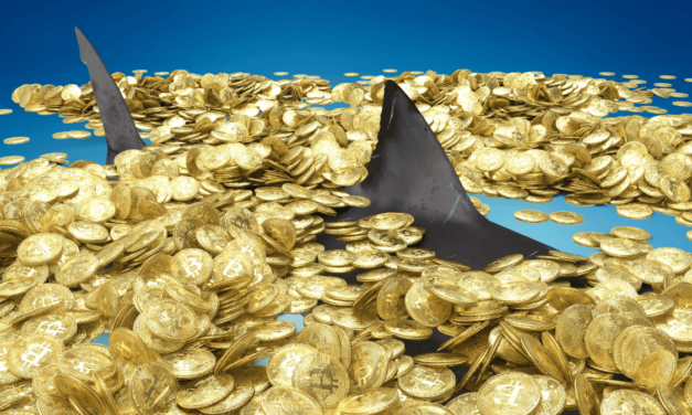 Bitcoinoví žraloci sa nabalili, kým bežní ľudia panikária